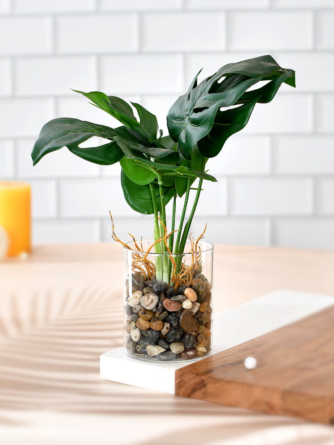 fake swiss cheese plant Artificial Swiss Cheese Plant with Glass Pot – Aapno Rajasthan