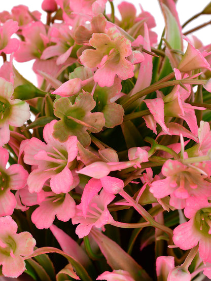 Artificial Pink flowers with Ceramic Pot