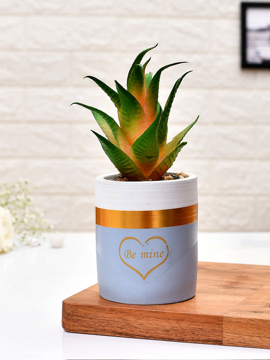 Green Succulent Plant With Ceramic Pot