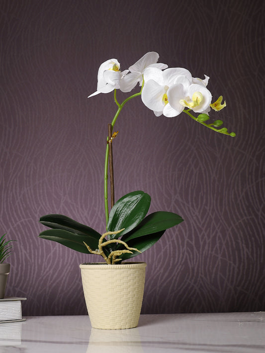 Beige 1 Pieces Orchid Artificial Plant With Pot
