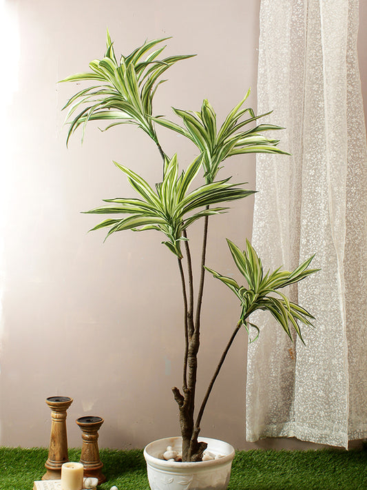 Pristine and Awe-struck White Dracaena Plant - Default Title (APL1986)