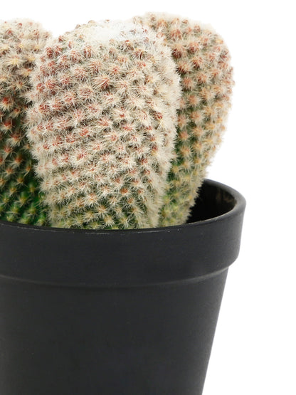High Quality Artificial Cactus Plant for the room - Default Title (APL2118295)