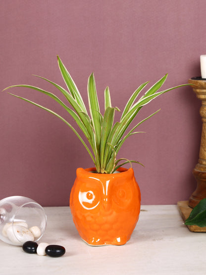 Orange Owl Shaped Pot for Plants - Default Title (CERF2197B)