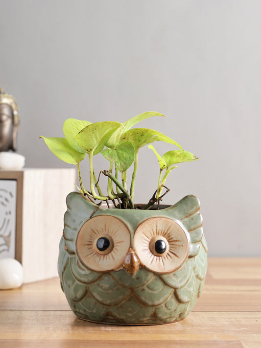 Green Owl Design Ceramic Pot - Default Title (CH18388)