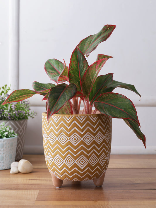 Yellow Color Planter with Zig Zag design - Default Title (CH210098)