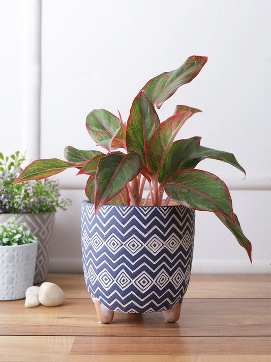 Blue Color Planter with Zig Zag design - Default Title (CH210099)