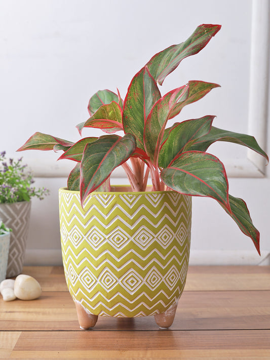 Green Color Planter with Zig Zag design - Default Title (CH210100)