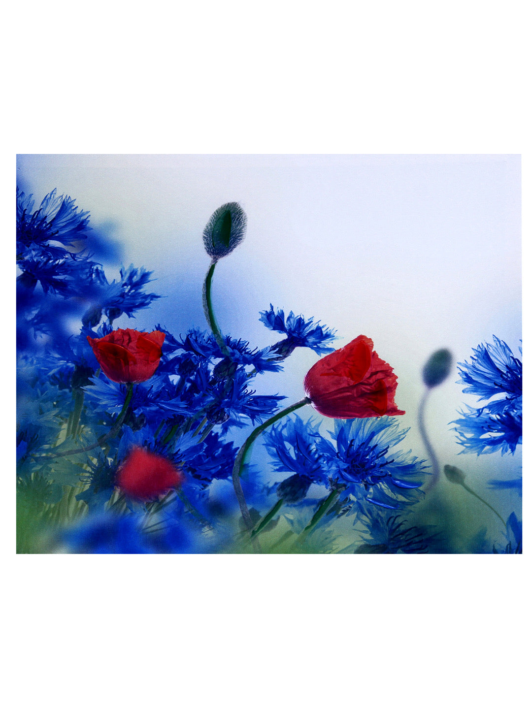 Deep Red & Blue Hues Floral Canvas Painting - Default Title (PAINT1814)
